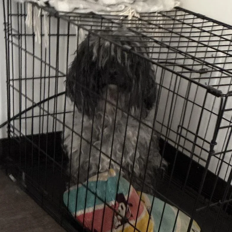 An adult small-sized male Black Cockapoo dog named Cockapoo  Home To for adoption in South Elgin, IL
