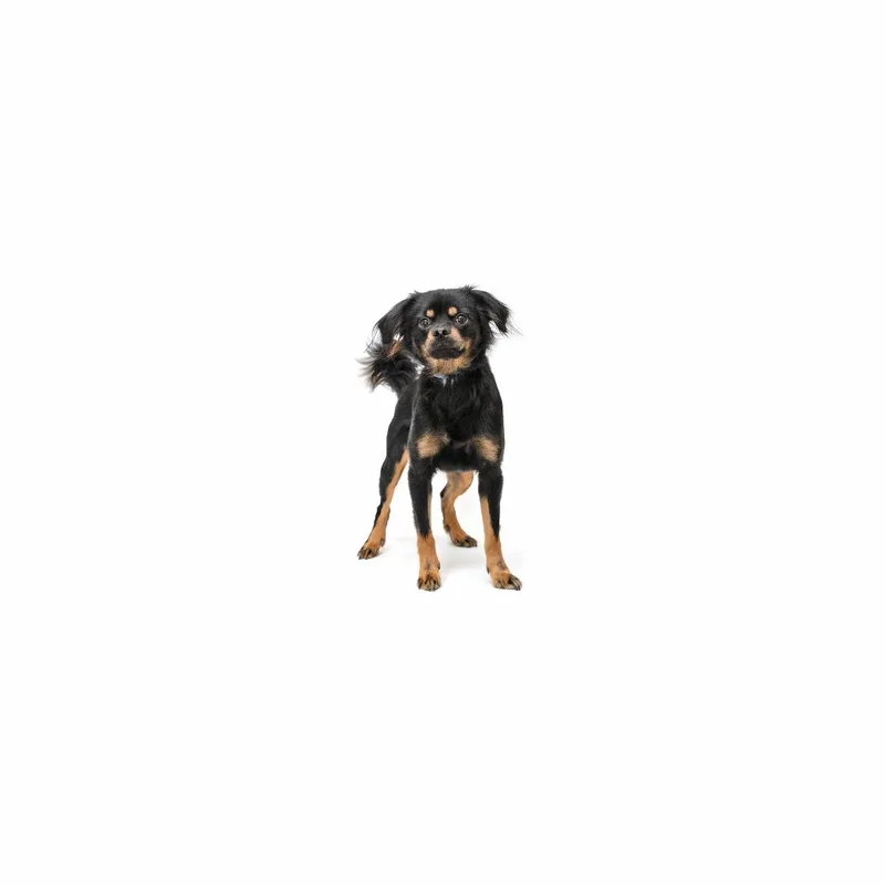 An adult small-sized male Black Mixed Breed dog named Bruno for adoption in Playa Vista, CA