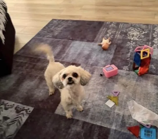 A young small-sized female White / Cream Shih poo dog named Lulu for adoption in Franklin, TN