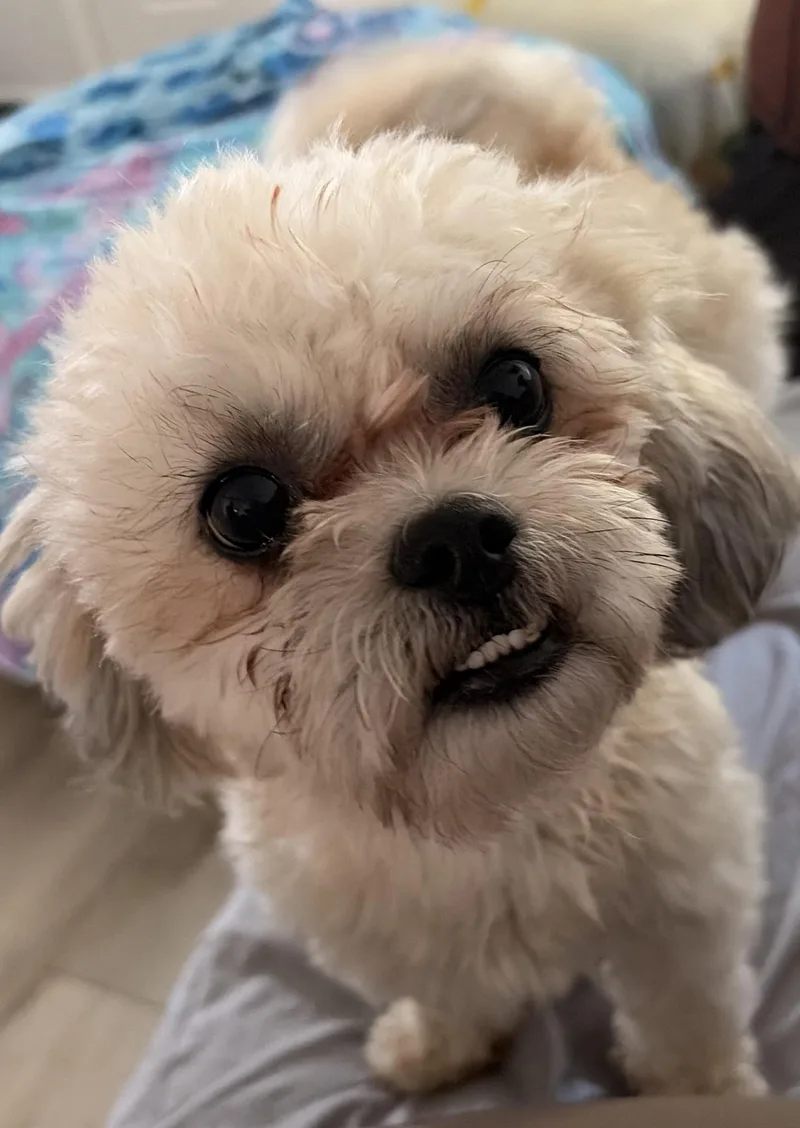 Lulu thumbnail 2