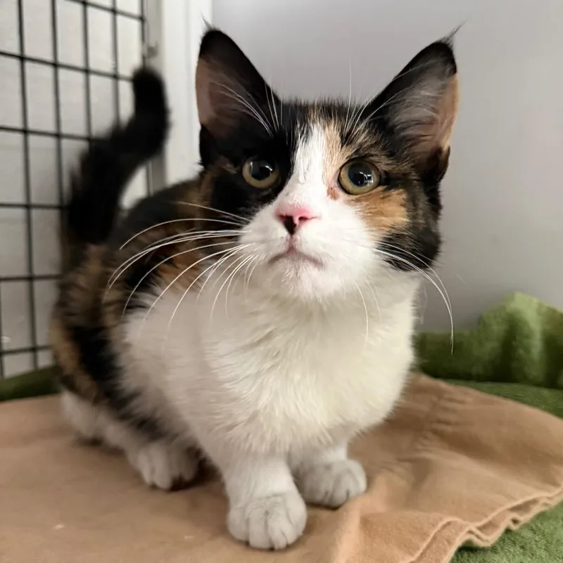 A baby medium-sized female Domestic Short Hair cat named Carmella for adoption in Ewing, NJ