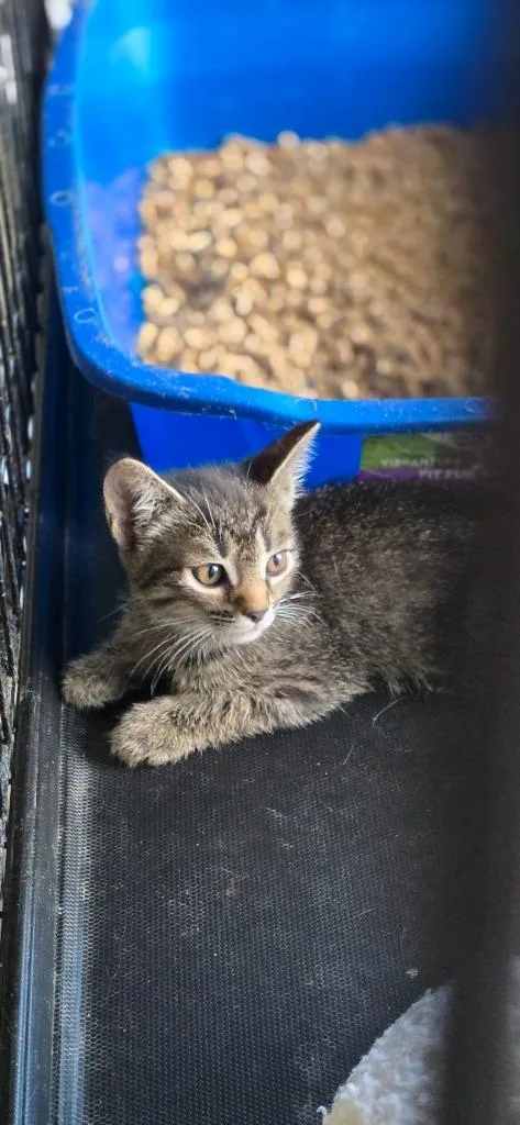 A baby medium-sized female Domestic Long Hair cat named Tinkerbell for adoption in Crossville, TN