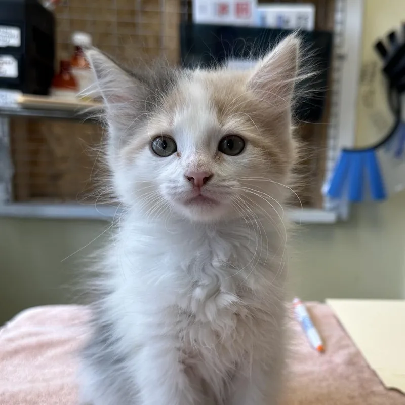 Tuna Turner thumbnail 2