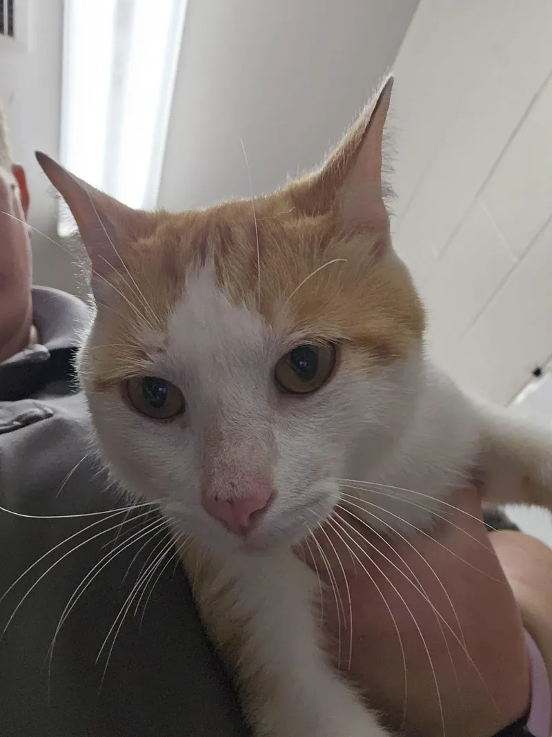 A young small-sized male Domestic Short Hair cat named Jed Dye for adoption in Burlington, IA