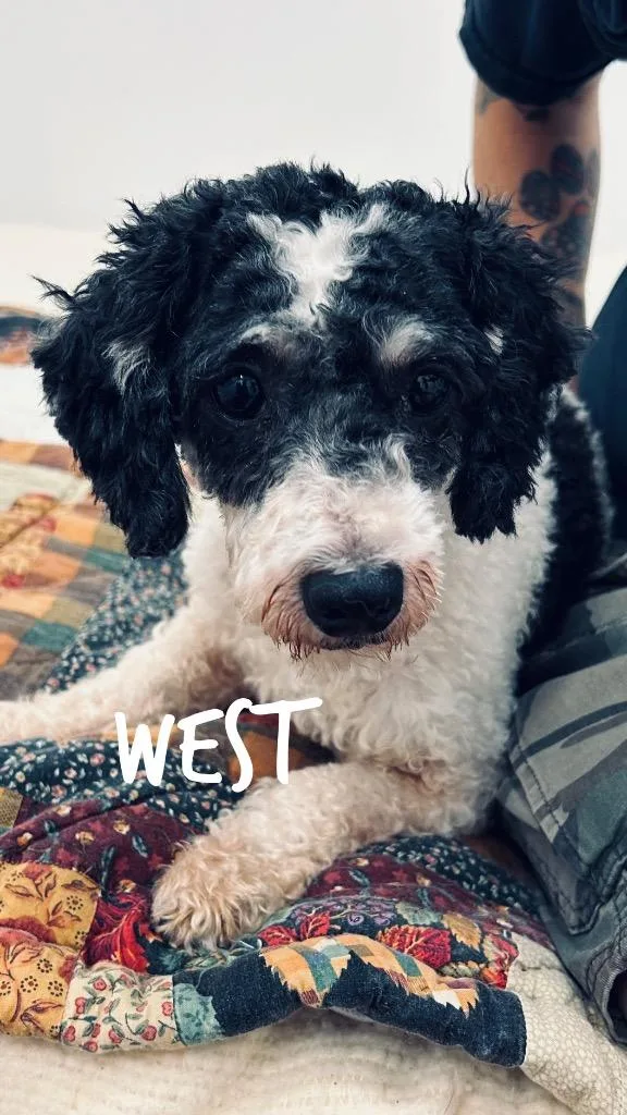 A senior small-sized male Poodle dog named West for adoption in Jacksonville, IL