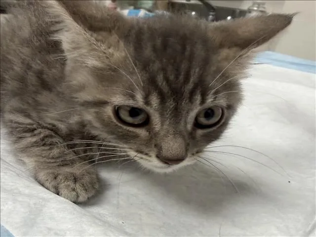 A baby small-sized male Domestic Short Hair cat named Nicolai for adoption in Los Angeles, CA