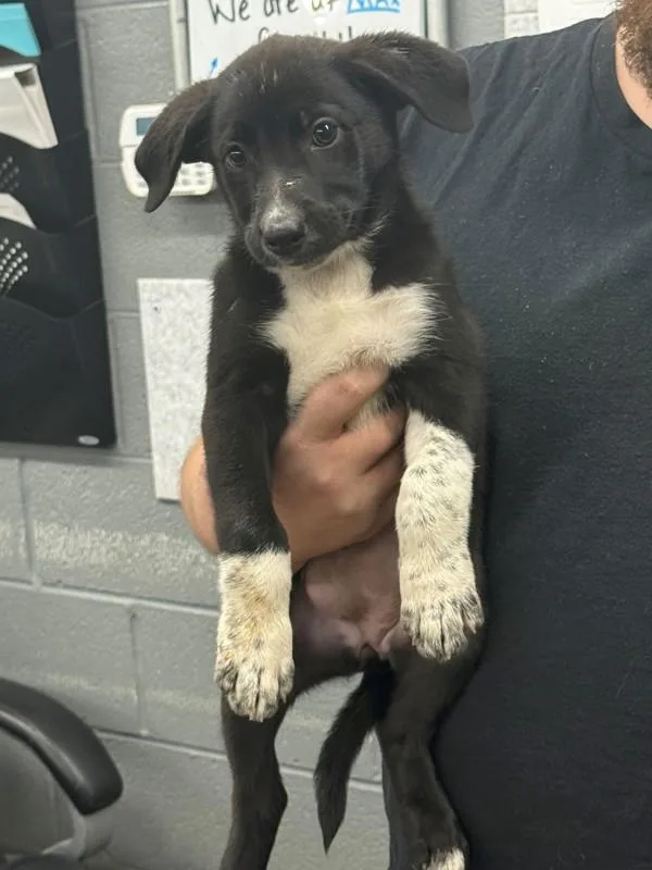 A baby small-sized female Black Labrador Retriever dog named Ren for adoption in Campbellsville, KY