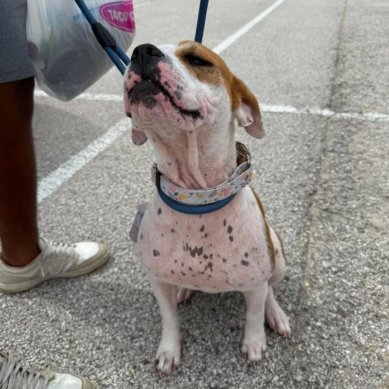 An adult medium-sized female Hound dog named Sandy for adoption in Yonkers, NY