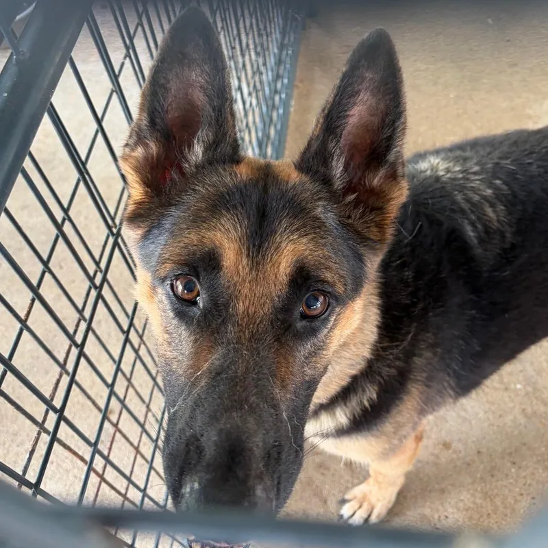 An adult medium-sized male Black German Shepherd Dog dog named CoJo for adoption in Lake Jackson, TX
