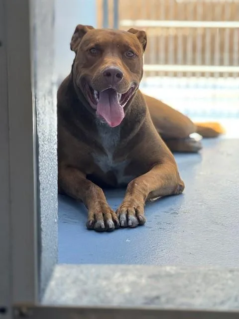 A young medium-sized male Doberman Pinscher dog named Maduro for adoption in Downey, CA