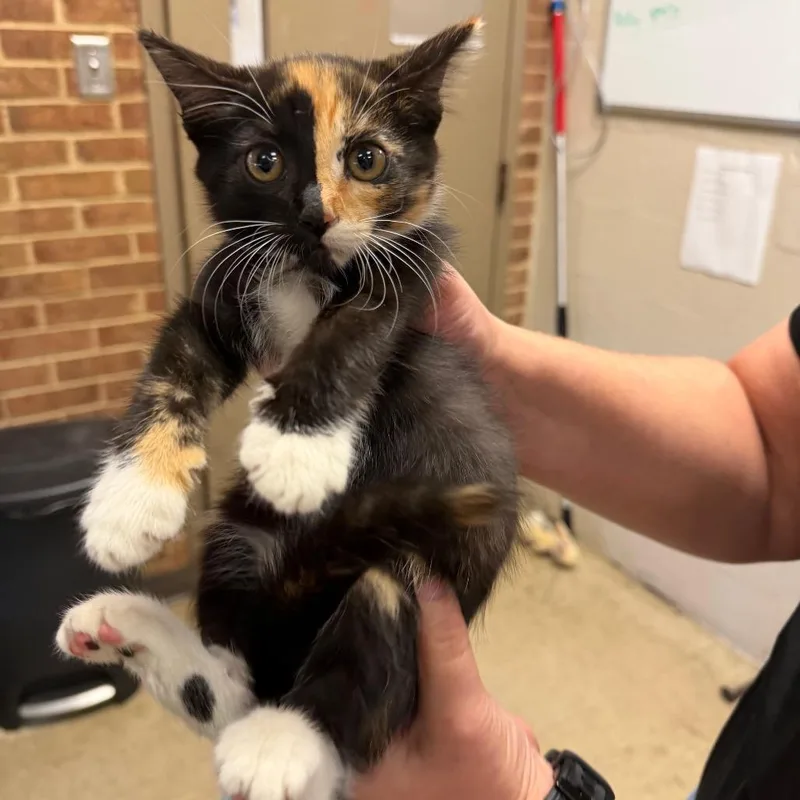 A baby small-sized female Calico Domestic Short Hair cat named Cassie for adoption in Birmingham, AL