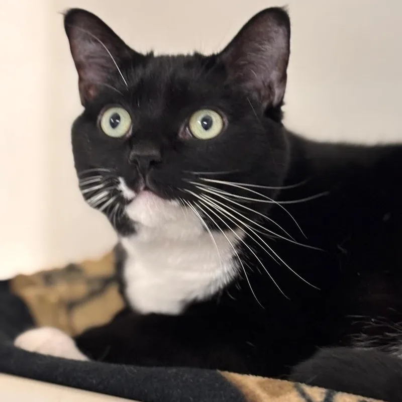 An adult medium-sized male Black & White / Tuxedo Domestic Short Hair cat named Andy for adoption in Batavia, NY