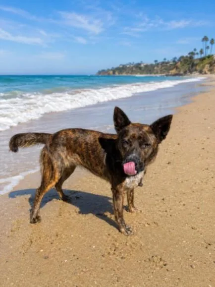 A young medium-sized female Mixed Breed dog named Naya for adoption in Los Angeles, CA