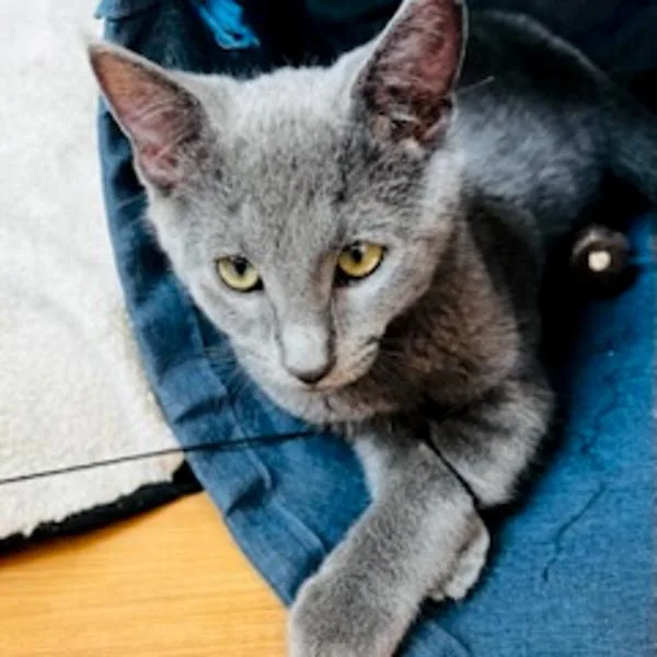A baby small-sized male Domestic Medium Hair cat named Flint for adoption in Des Moines, IA