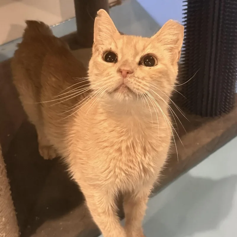 An adult medium-sized female Tabby (Orange / Red) American Bobtail cat named Valerie for adoption in Liverpool, TX