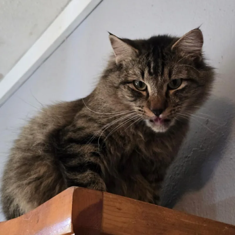 A young small-sized male Brown / Chocolate Domestic Medium Hair cat named Bobcat for adoption in Marshall, TX
