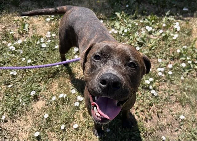 A young large-sized female Pit Bull Terrier dog named Maeve for adoption in Colorado Springs, CO