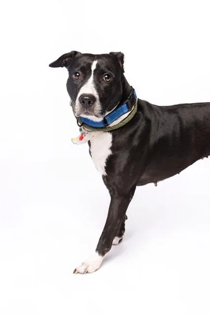 An adult medium-sized female Terrier dog named Silvia for adoption in Miami, FL