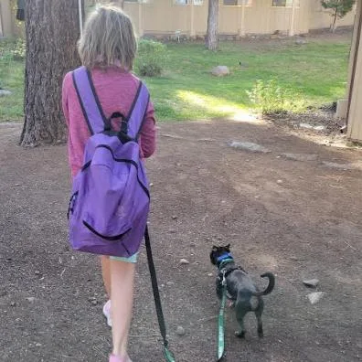 An adult small-sized male Black Chihuahua dog named Elote for adoption in Incline Village, NV