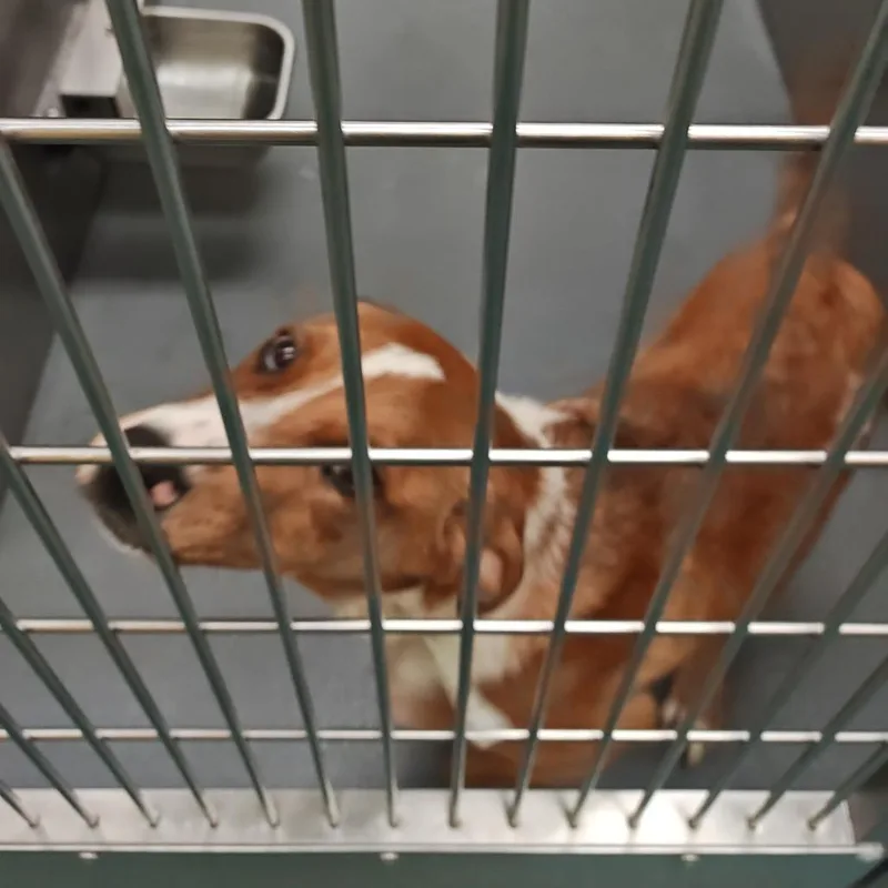 A baby medium-sized male Yellow / Tan / Blond / Fawn Mixed Breed dog named Barbose for adoption in Memphis, TN