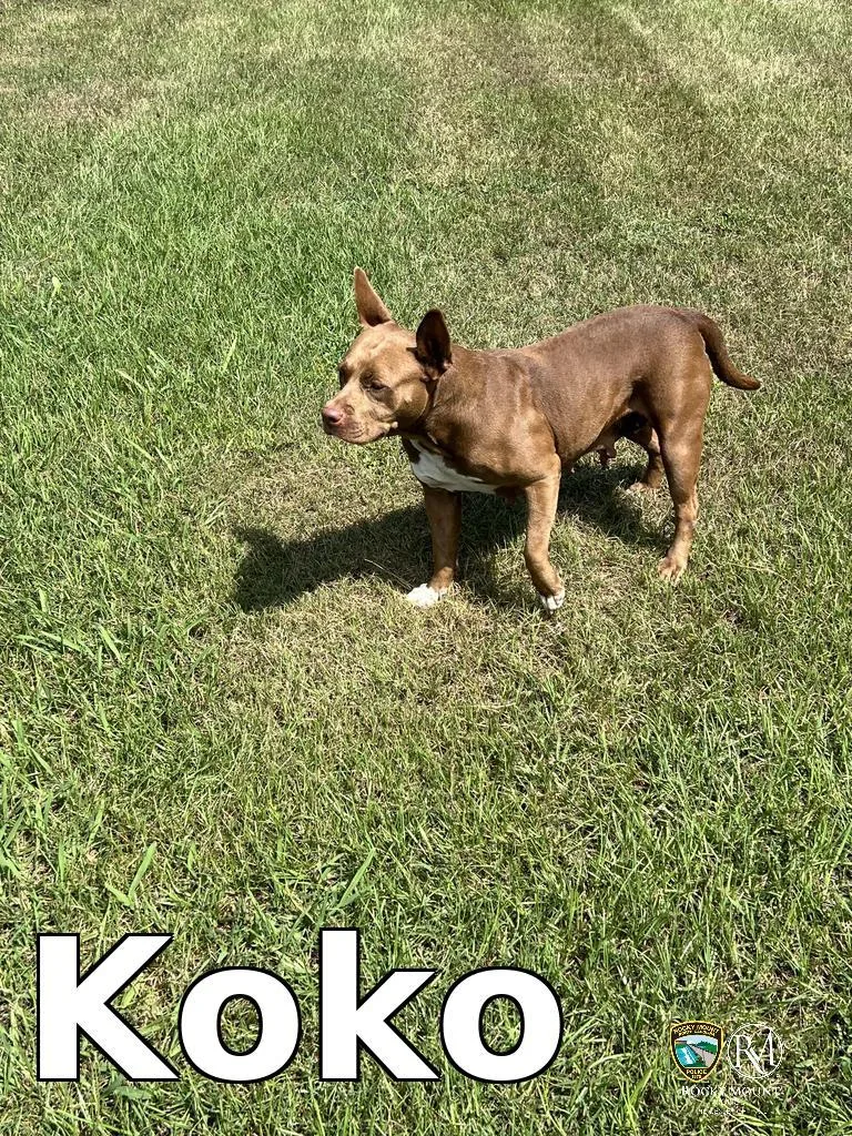 Koko thumbnail 2