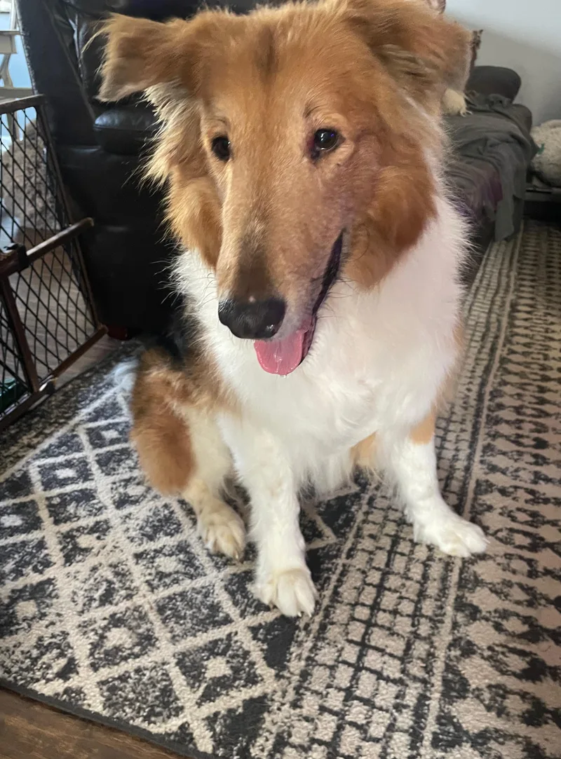 An adult large-sized male Tricolor (Brown, Black, & White) Rough Collie dog named Koba for adoption in East Lansing, MI