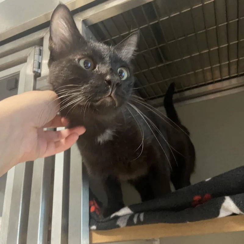 An adult small-sized male Black Domestic Short Hair cat named Gabbro for adoption in Chattanooga, TN