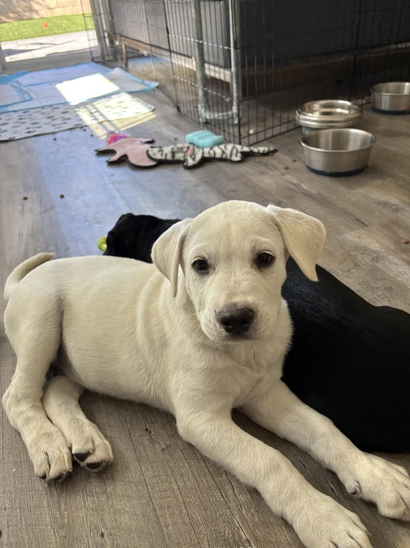 A young large-sized male Labrador Retriever dog named CR Aspen for adoption in San Diego, CA