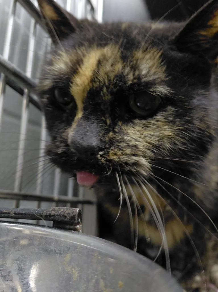 An adult small-sized female Domestic Short Hair cat named Miley for adoption in Henderson, NC