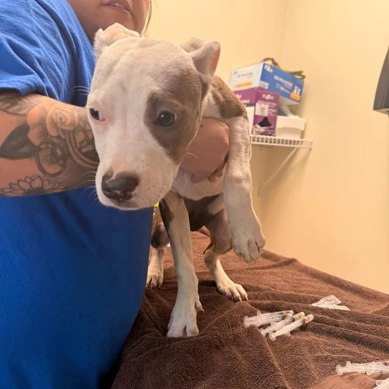 A young medium-sized female White / Cream Mixed Breed dog named Dragon Fruit for adoption in Red House, WV