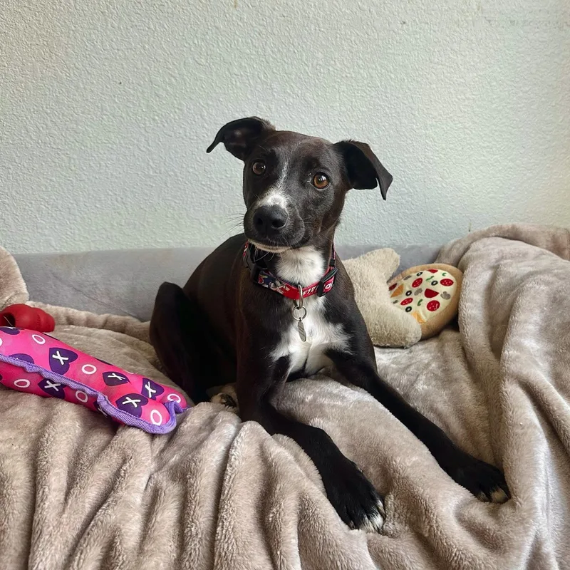 A young small-sized male Black Whippet dog named Hershey for adoption in High Ridge, MO