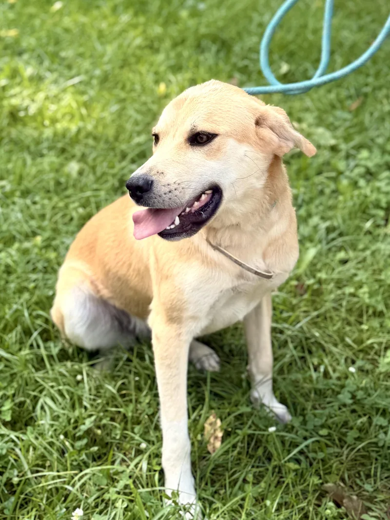 An adult large-sized female Yellow / Tan / Blond / Fawn Yellow Labrador Retriever dog named Sandy Transport for adoption in Gradyville, KY