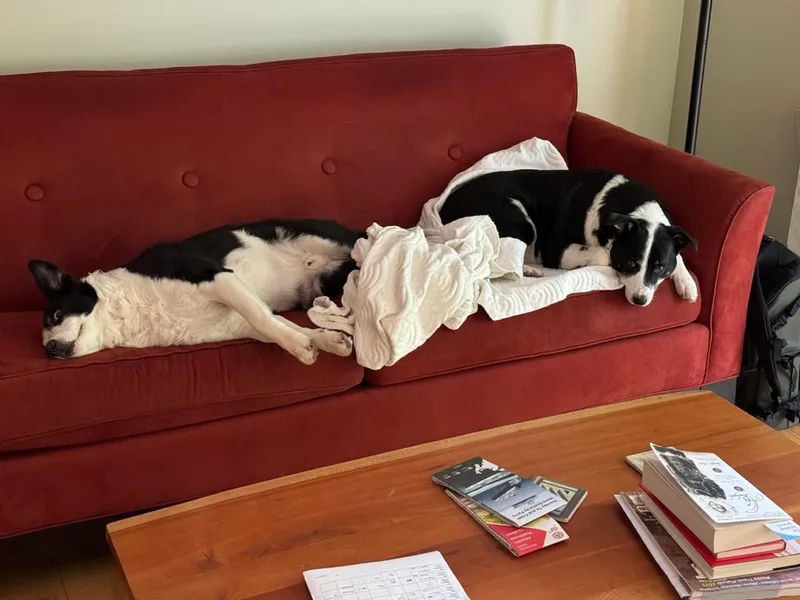 Beau and Buddy BONDED