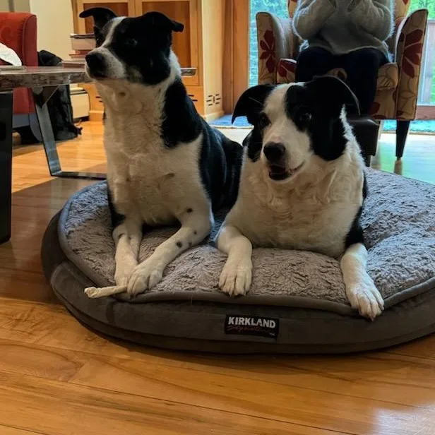 Beau and Buddy BONDED thumbnail 2