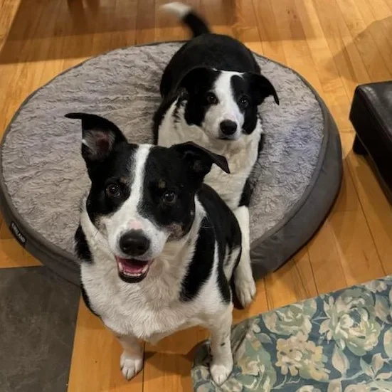 Beau and Buddy BONDED thumbnail 3