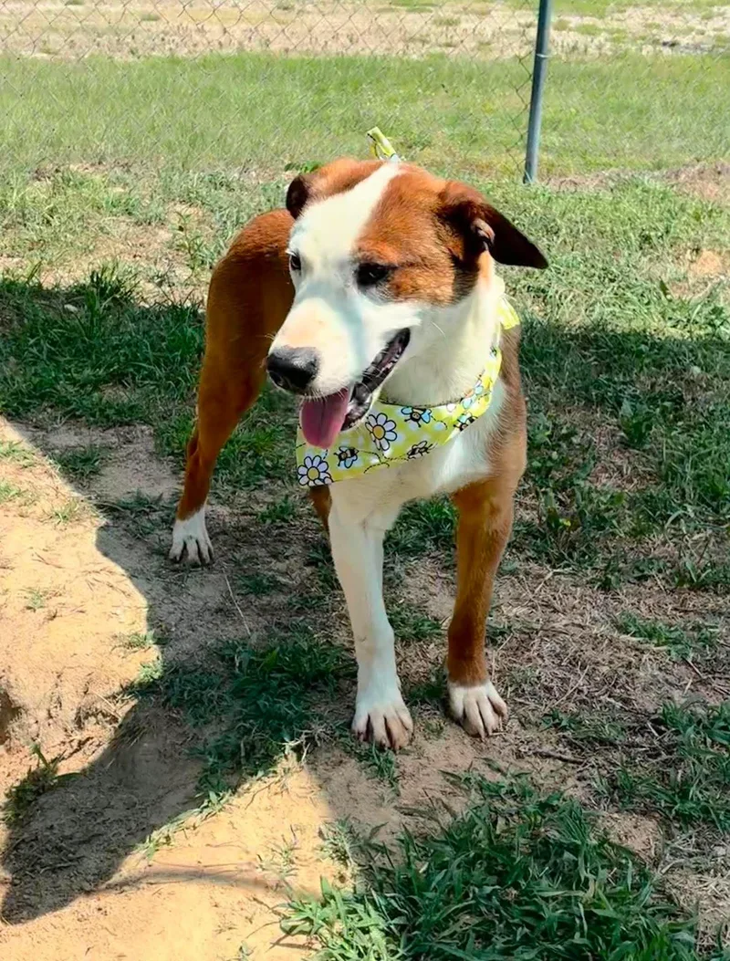 A young medium-sized male Mixed Breed dog named Mario for adoption in Shelburne, VT