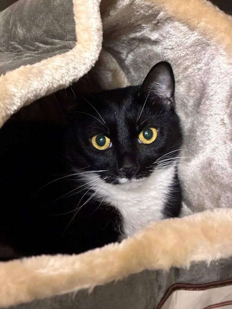 An adult medium-sized female Domestic Short Hair cat named Oreo for adoption in Elmsford, NY