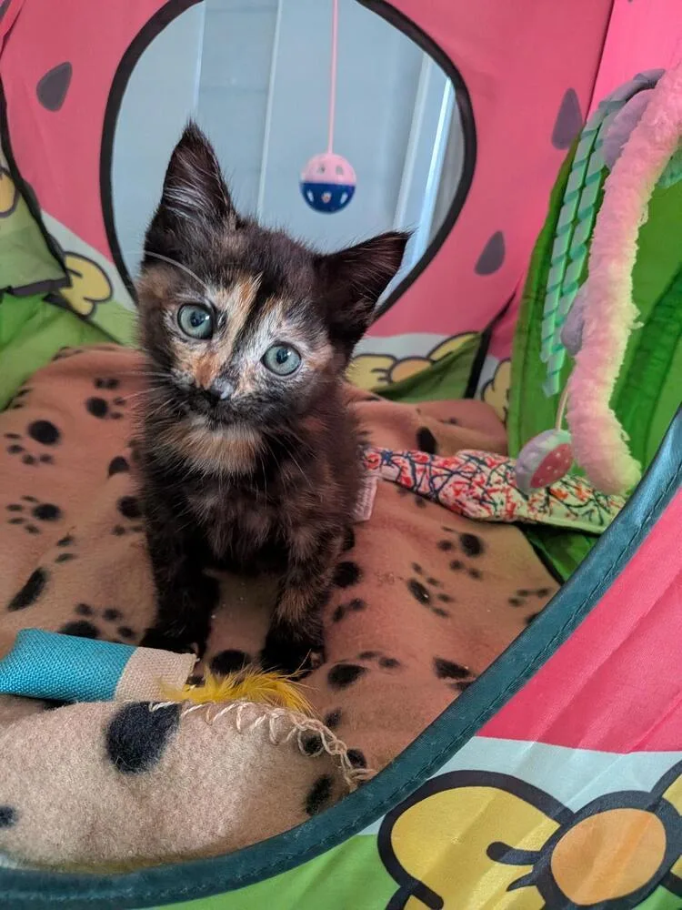 A baby medium-sized female Tabby (Brown / Chocolate) Domestic Short Hair cat named Cher for adoption in Oceanside, CA