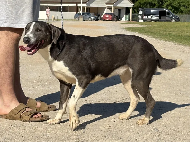 An adult large-sized female Hound dog named Buster Dixon for adoption in Rockaway, NJ