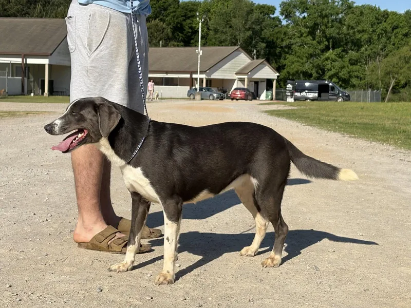 Buster Dixon thumbnail 3