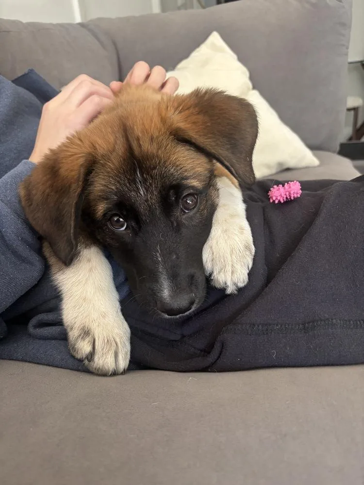 A baby medium-sized female Tricolor (Brown, Black, & White) Labrador Retriever dog named Ruby for adoption in Manhattan, NY