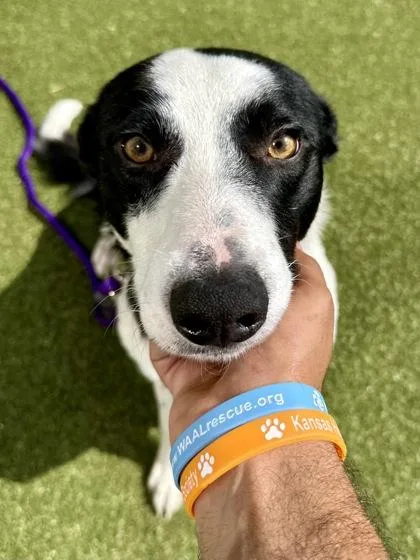 An adult medium-sized male Mixed Breed dog named Zip for adoption in Wichita, KS