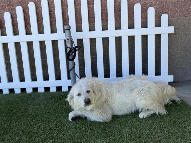 An adult extra large-sized female Great Pyrenees dog named A for adoption in Modesto, CA