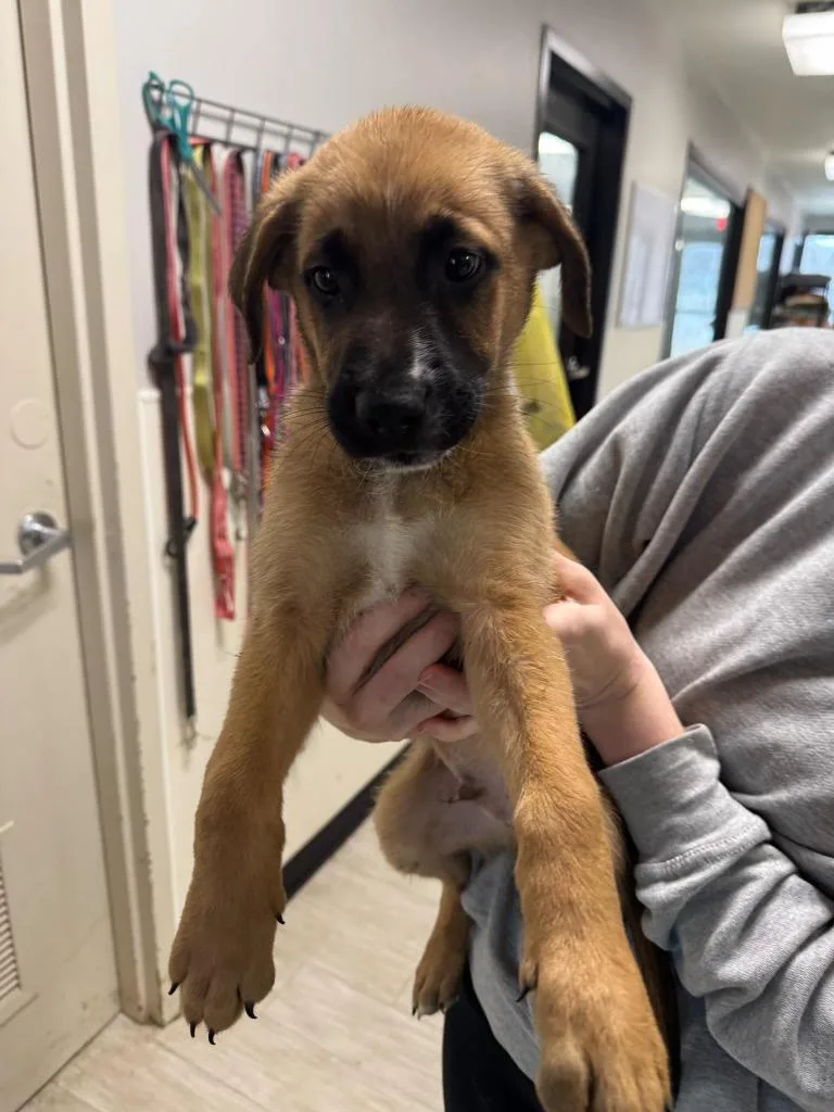 A young medium-sized male Mixed Breed dog named Milo for adoption in Marion, OH