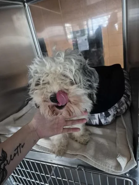 An adult small-sized male Poodle dog named Pen for adoption in Lawrenceville, GA