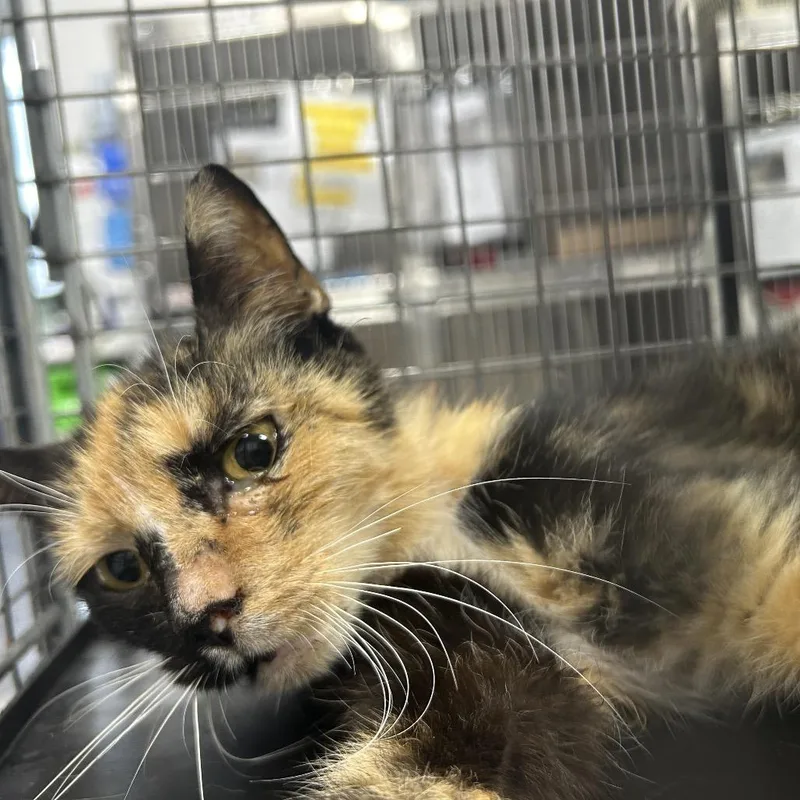 An adult small-sized female Tortoiseshell Domestic Short Hair cat named Drizzilicious for adoption in Newark, NJ