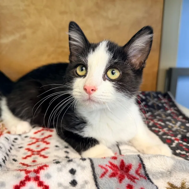 A baby small-sized male Black Domestic Short Hair cat named Whiteout for adoption in Columbus, GA
