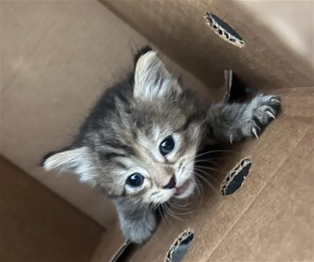 A baby medium-sized female Domestic Short Hair cat named Lola for adoption in Dallas, TX