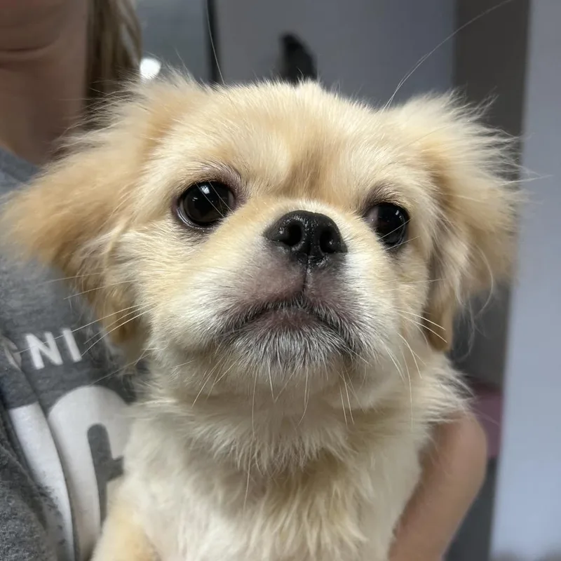 A young small-sized male White / Cream Pekingese dog named Binky for adoption in St Joseph, MO
