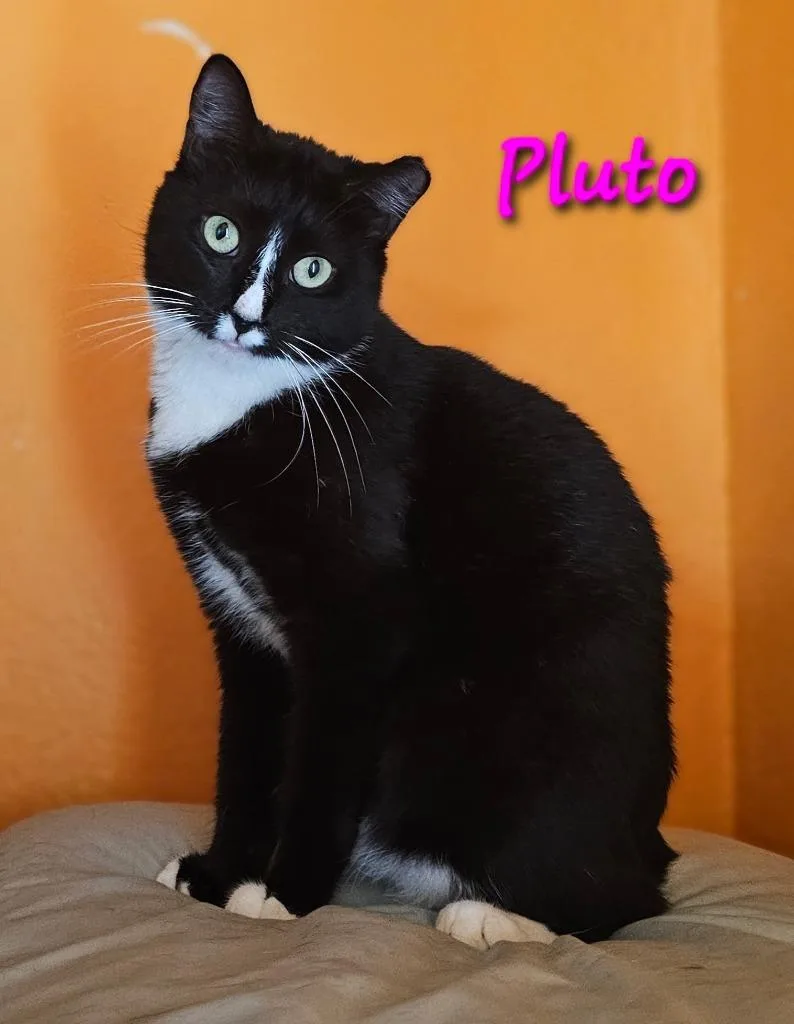 A young medium-sized female Domestic Short Hair cat named Pluto for adoption in Marianna, FL